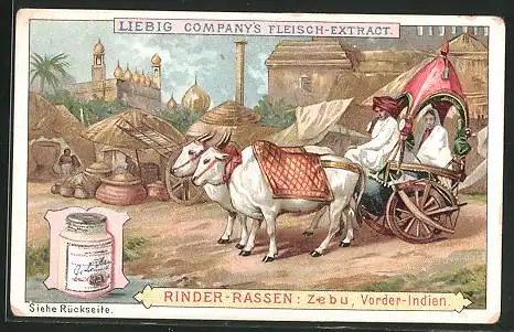 Sammelbild Liebig, Rinder-Rassen, Zebu aus Vorder-Indien