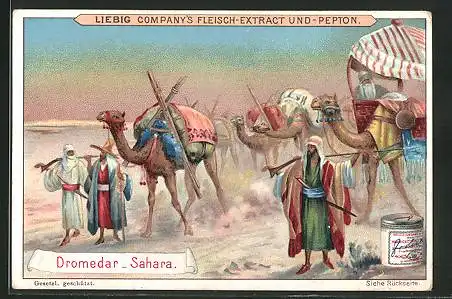 Sammelbild Liebig, Nutztiere, Dromedar in der Sahara