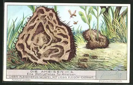 Sammelbild Liebig, Fleisch-Extrakt und Pepton, die Ameisen, Nr. 6, Blick in eine Wohnpflanze