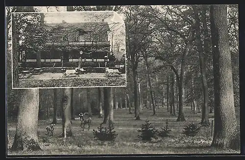 AK Bad Nauheim, Café-Restaurant Waldhaus, Waldpartie mit Rehen