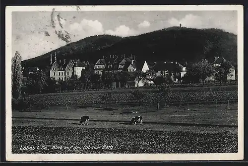 AK Löbau /Sa., Blick auf den Löbauer Berg