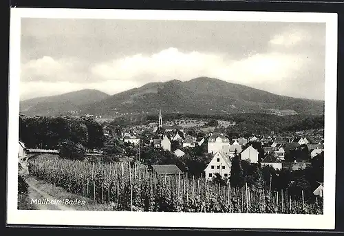 AK Müllheim /Baden, Gesamtansicht mit Weinstöcken und Bergen
