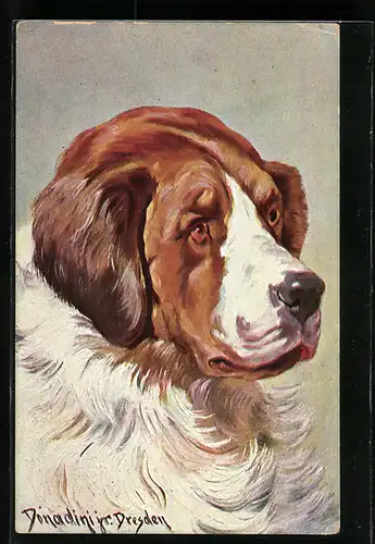 Künstler-AK Ermenegildo Carlo Donadini: Ausgewachsener Bernhardiner