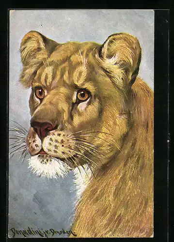 Künstler-AK Ermenegildo Carlo Donadini: Portrait einer Löwin