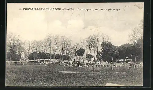 AK Pontaillers-sur-Saone, Le troupeau, retour du paturage