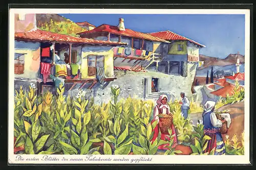 Künstler-AK Melnik, Die erste Tabakernte