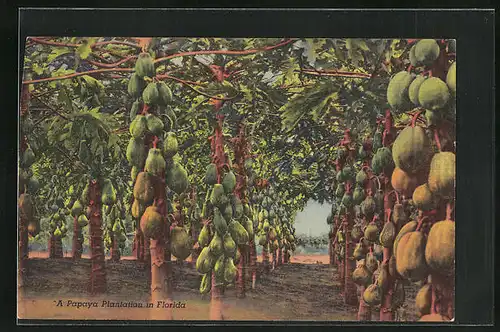 AK A Papaya Plantation in Florida, Landwirtschaft