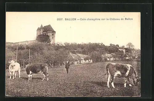 AK Ballon, Coin champetre sur le Chateau de Ballon, Kühe auf der Weide