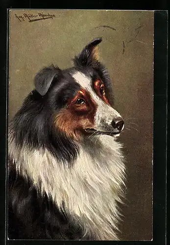 Künstler-AK August Müller - München: Collie Hund mit treuem Blick