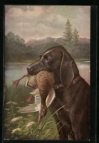 Künstler-AK August Müller - München: Jagdhund apportiert eine Ente