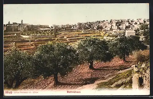 AK Bethlehem, Ortsansicht mit Umgebung, Olivenbäume