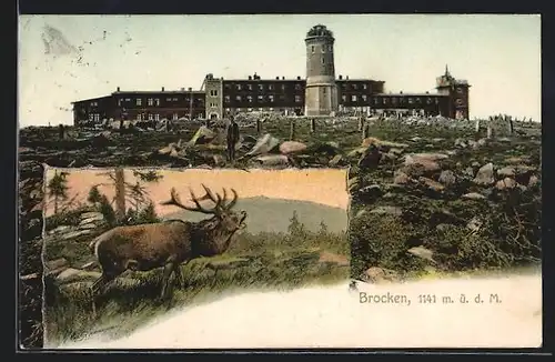 AK Brocken, Brockenhaus mit Turm, Röhrender Hirsch