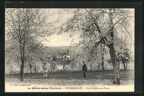 AK Fougerolles, Les Cerisiers en Fleurs