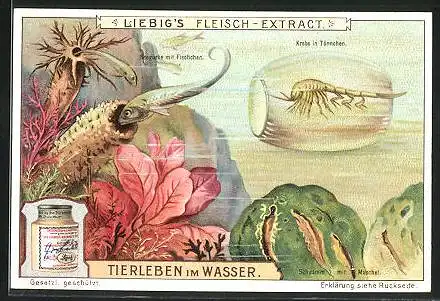 Sammelbild Liebig, Tierleben im Wasser, Seegurke mit Fischchen, Krebs in Tönnchen