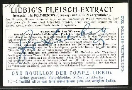 Sammelbild Liebig, Tierleben im Wasser, Seegurke mit Fischchen, Krebs in Tönnchen