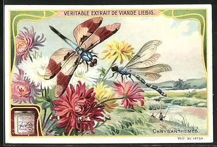 Sammelbild Liebig, Chrysanthémes, Libellen auf Blumen am Flussufer