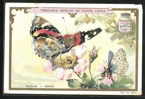 Sammelbild Liebig, Serie: Schmetterlinge, Vulcain, Argus