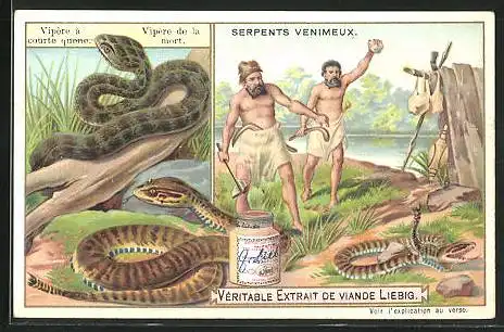 Sammelbild Liebig, Véritable Extrait de Viande, Vipére à courte quenne, Serpents Venimeux