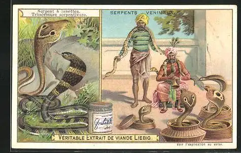 Sammelbild Liebig, Véritable Extrait de Viande, Serpent à lunettes Trimeresure serpentivore, Schlangenbeschwörer