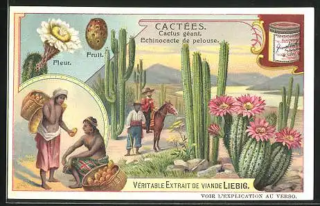 Sammelbild Liebig, Serie: Cactées, Cactus géant, Echinocacte de pelouse, Fleur, Fruit