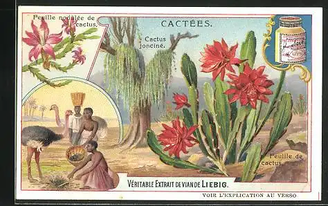 Sammelbild Liebig, Serie: Cactées, Cactus jonciné, Feuille de Cactus, Feuille nodulée de Cactus
