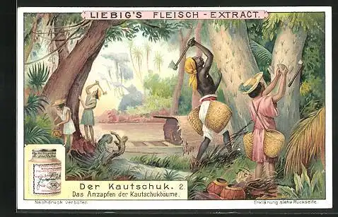 Sammelbild Liebig, Serie: Der Kautschuk, Bild 2, das Anzapfen der Kautschukbäume