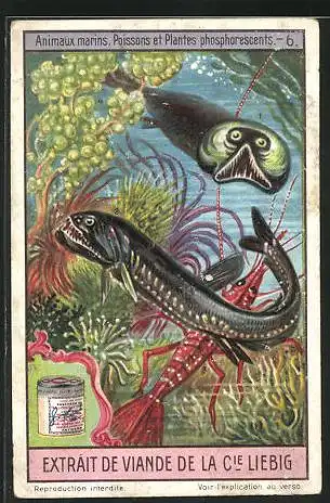 Sammelbild Liebig, Animaux marins, Poissons et Plantes phosphorescents, 6.