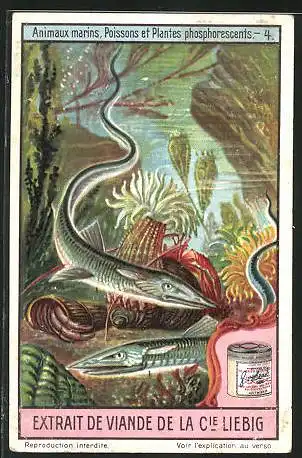 Sammelbild Liebig, Animaux marins, Poissons et Plantes phosphorescents, 4.