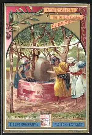 Sammelbild Liebig, Serie: Ausländische Culturpflanzen, Der Oelbaum, Mühle zum Quetschen der Oliven in Kabylien