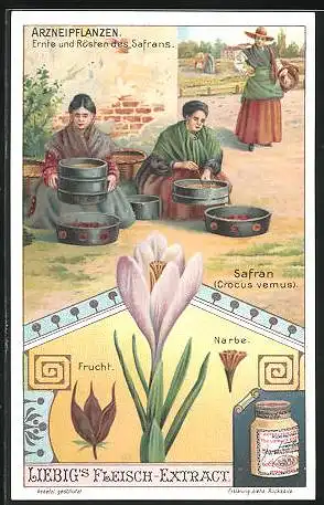 Sammelbild Liebig, Serie: Arzneipflanzen, Ernte und Rösten des Safrans, Pflanzenansicht