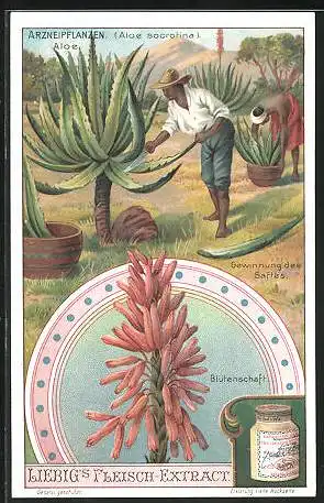 Sammelbild Liebig, Serie: Arzneipflanzen, Aloe, Gewinnung des Saftes und Blütenschaft