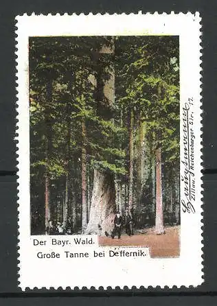 Reklamemarke Serie: Der Bayr. Wald, Grosse Tanne bei Deffernik