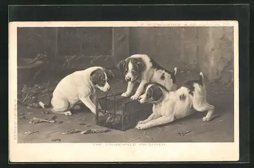 AK Hundewelpen erkunden neugierig eine Ratte im Käfig