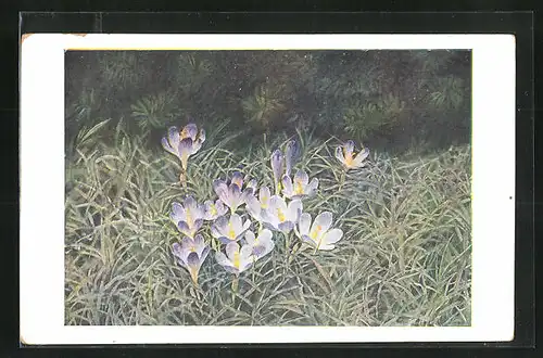 AK Heuffels-Safran blüht auf der Wiese, Blume