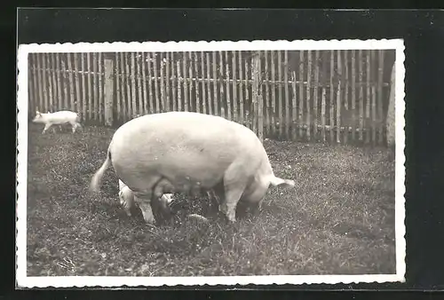 Foto-AK Sau mit Ferkeln, Schweine