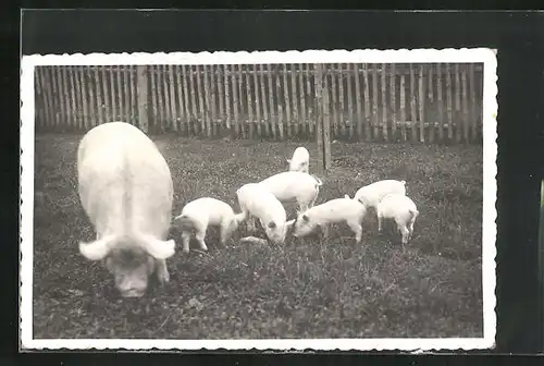 Foto-AK Sau mit Ferkeln, Schweine