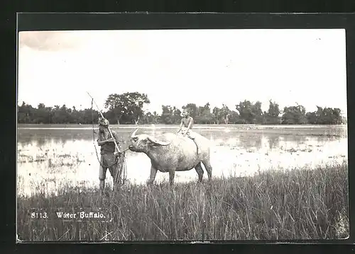 AK Water Buffalo, Bauer und Sohn mit Wasserbüffel, Ostasien