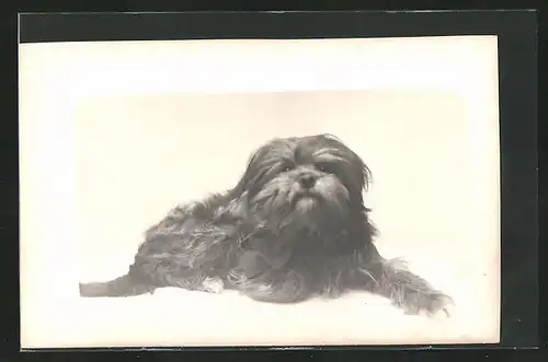 Foto-AK Terrier mit Halsschleife
