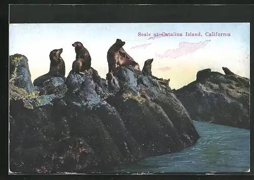 AK Catalina Island / California, Seals, Seelöwen