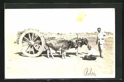 Foto-AK Aden, Männer mit Rindergespann