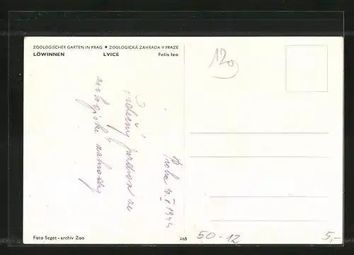 AK Löwinnen liegend auf Steinfelsen