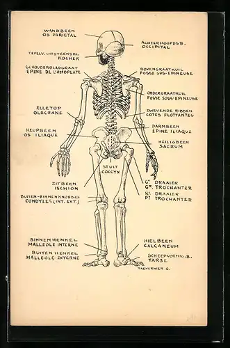 AK Menschliche Anatomie, Gerippe mit Bezeichnung der Knoche