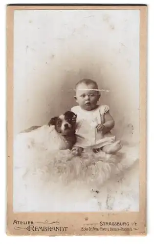 Fotografie Atelier Rembrandt, Strassburg i. E., Ecke St. Peter Platz, Portrait Kleinkind mit Hund auf Pelz sitzend