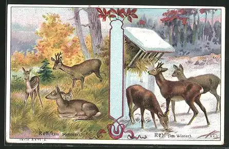 Sammelbild P.A. Soltenborn Kaffee, Hildesheim, Serie 5377 No.6, Rehe beim fressen im Sommer und Winter