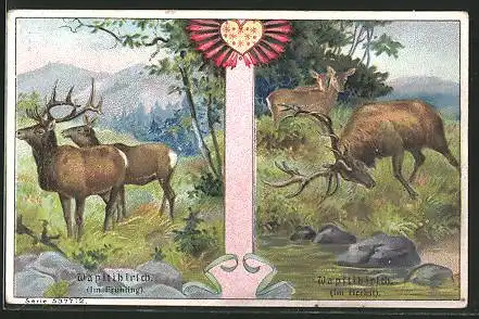 Sammelbild P.A. Soltenborn Kaffee, Hildesheim, Serie 5377 No.2, Wapitihirsche im Frühling und Herbst