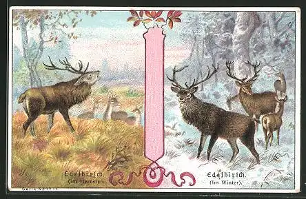 Sammelbild P.A. Soltenborn Kaffee, Hildesheim, Serie 5377 No.1, Edelhirsche im Winter und Herbst