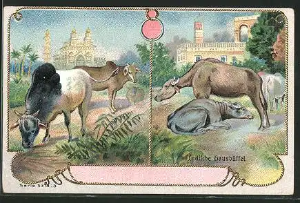 Sammelbild P.A. Soltenborn Kaffee, Hildesheim, Serie 5378 No.3, Zebu und Indische Hausbüffel