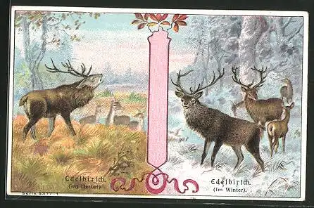 Sammelbild P.A. Soltenborn Kaffee, Hildesheim, Serie 5377 No.1, Edelhirsche, Winter- und Herbstlandschaft