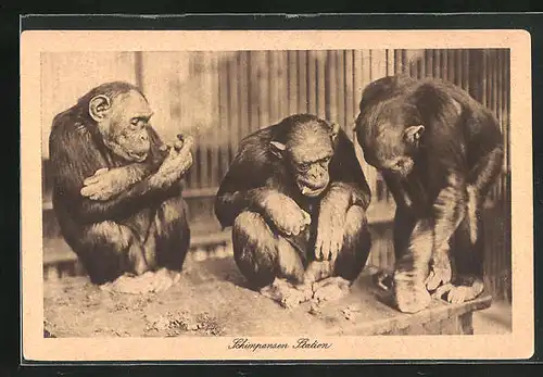 AK Affen, drei Schimpansen auf einem Tisch