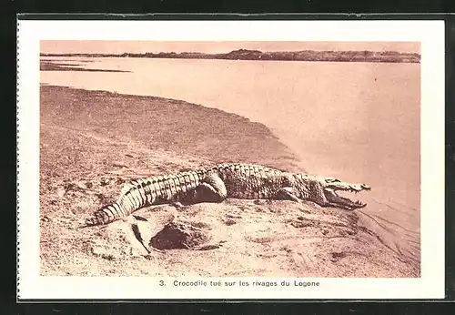 AK Logone, Krokodil am Flussufer